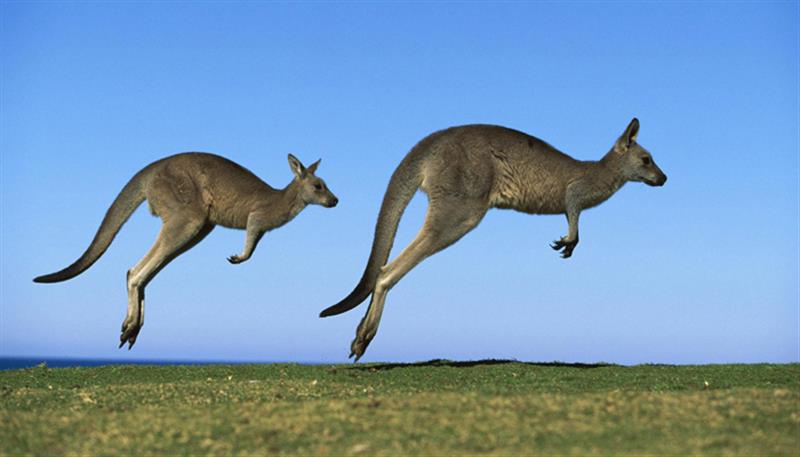 Mammifero, marsupiale, salterino: il Canguro